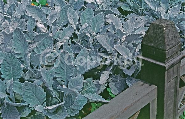 Yellow blooms; Evergreen; Needles or needle-like leaf
