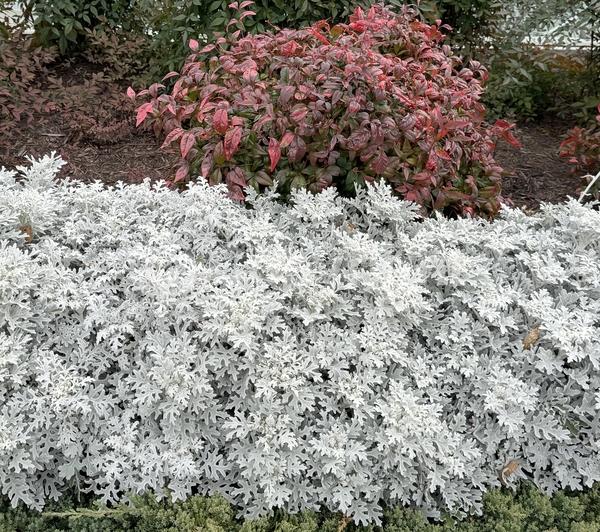 Yellow blooms; White blooms