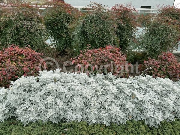 Yellow blooms; White blooms