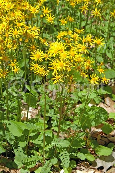 Yellow blooms; North American Native