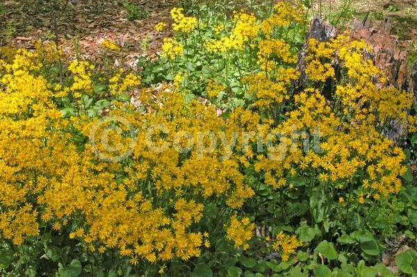 Yellow blooms; North American Native
