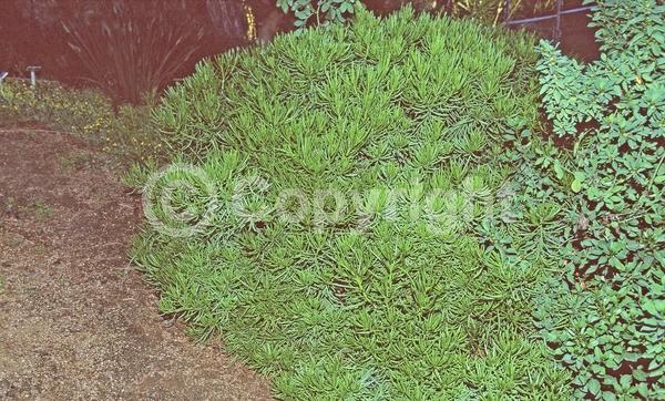 Yellow blooms; Evergreen