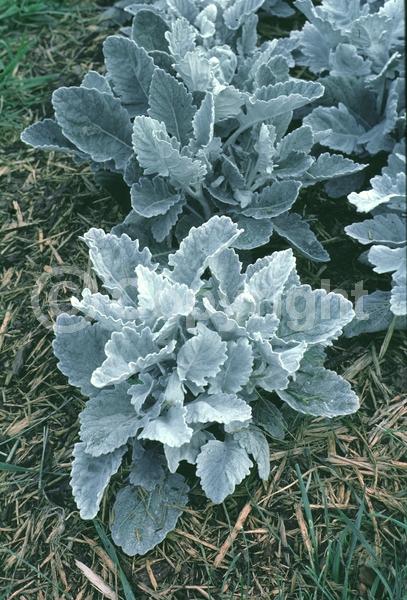 Yellow blooms; White blooms
