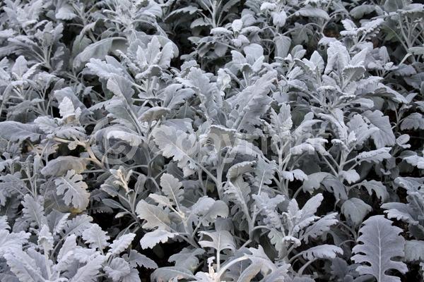 Yellow blooms; White blooms