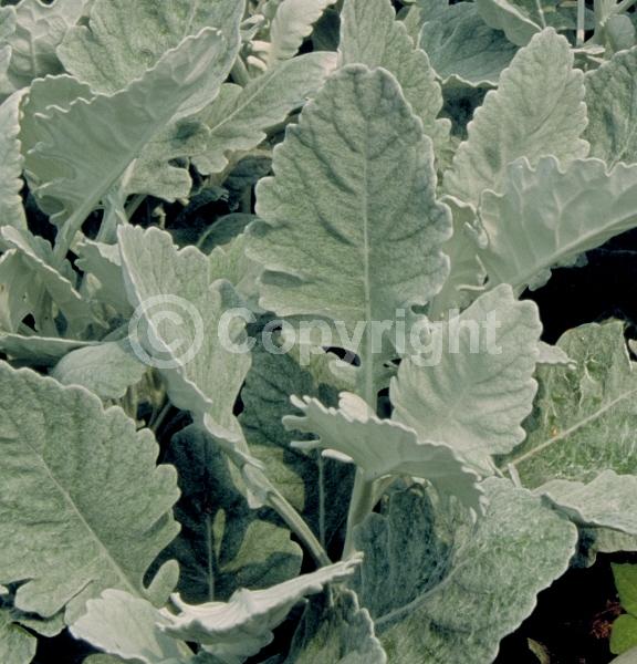 Yellow blooms; Evergreen; Needles or needle-like leaf