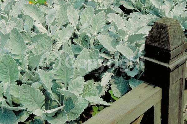 Yellow blooms; Evergreen; Needles or needle-like leaf