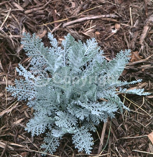 Yellow blooms; White blooms