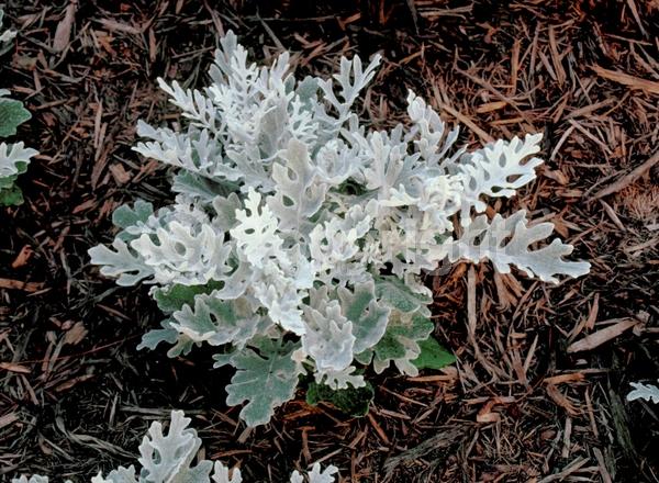 Yellow blooms; White blooms
