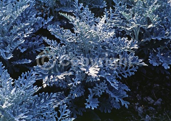 Yellow blooms; White blooms