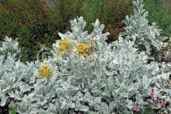 Yellow blooms; White blooms