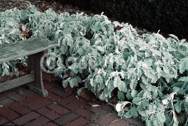 Yellow blooms; White blooms