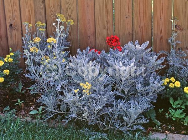 Yellow blooms; White blooms