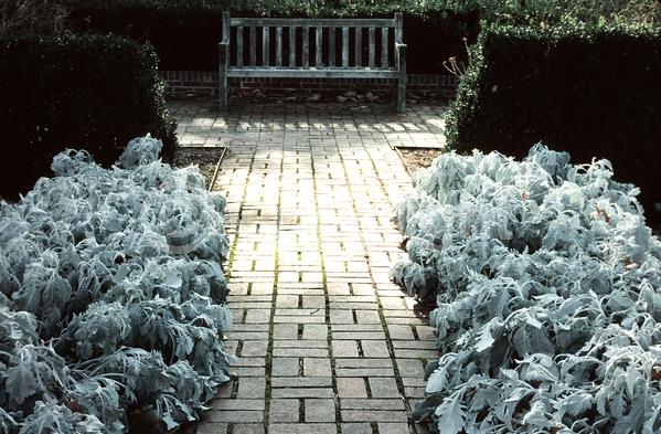 Yellow blooms; White blooms