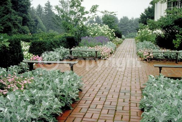 Yellow blooms; White blooms