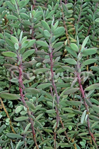 Yellow blooms; Evergreen