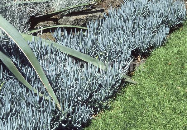 White blooms; Evergreen; Broadleaf