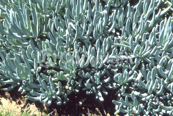White blooms; Evergreen; Broadleaf
