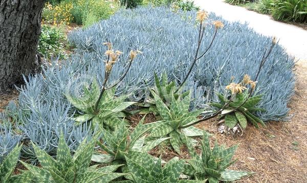 White blooms; Evergreen; Broadleaf