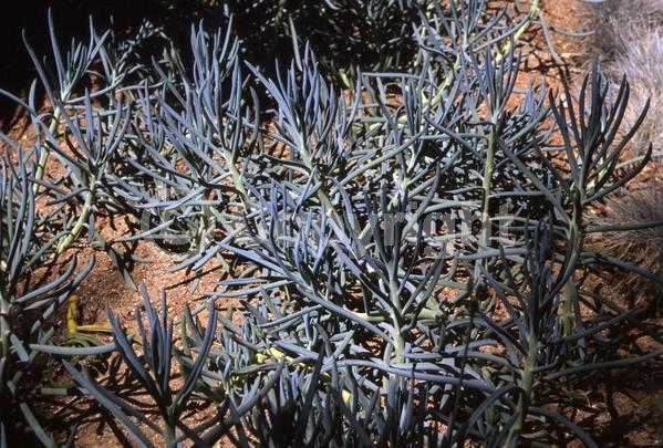 White blooms; Evergreen; Broadleaf