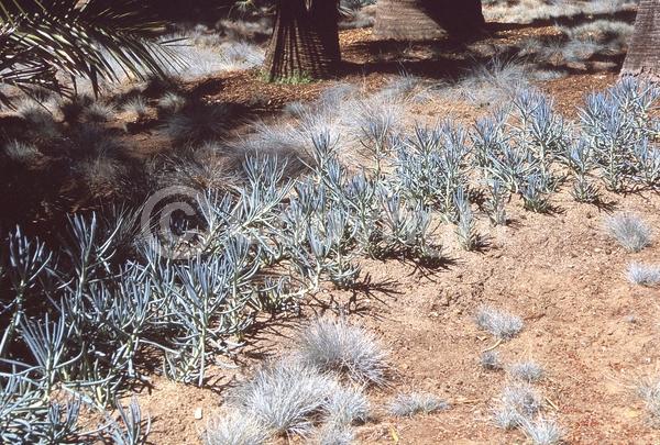 White blooms; Evergreen; Broadleaf