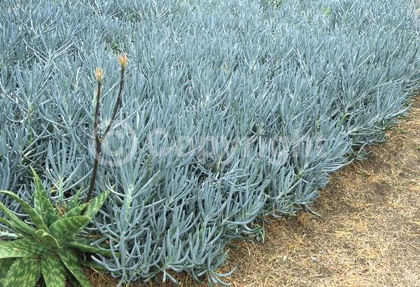 White blooms; Evergreen; Broadleaf