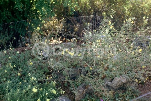 Yellow blooms; North American Native