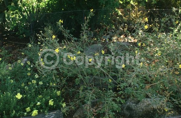 Yellow blooms; North American Native