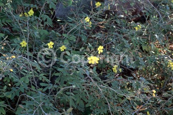 Yellow blooms; North American Native
