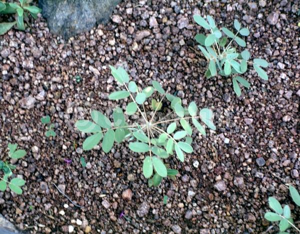 Yellow blooms; North American Native
