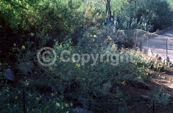 Yellow blooms; North American Native