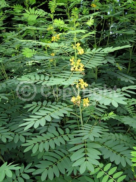 Yellow blooms; North American Native