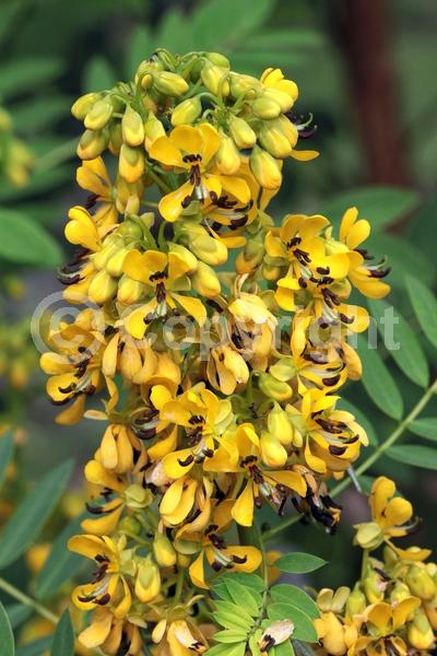 Yellow blooms; North American Native
