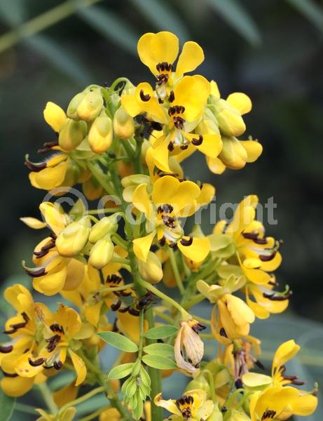 Yellow blooms; North American Native