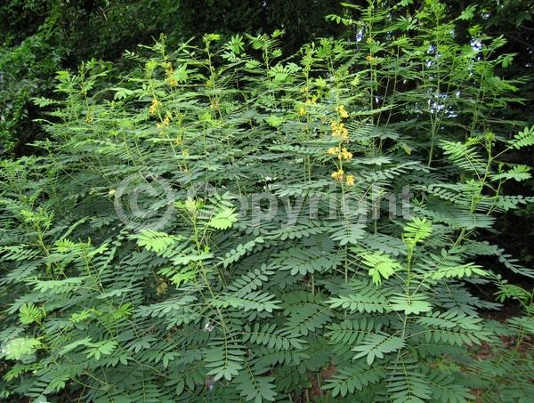 Yellow blooms; North American Native