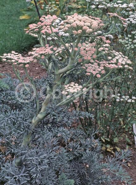 White blooms; Pink blooms