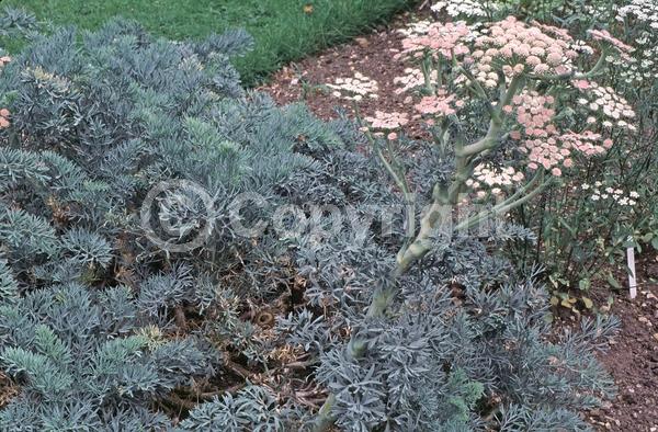 White blooms; Pink blooms