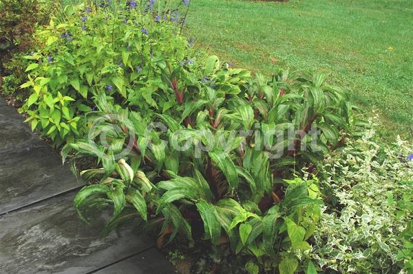 Green blooms; Evergreen; Broadleaf