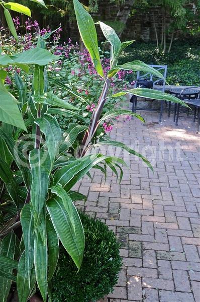 Green blooms; Evergreen; Broadleaf
