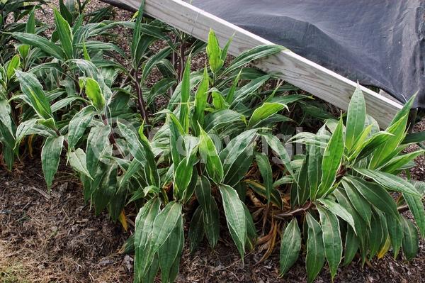 Green blooms; Evergreen; Broadleaf