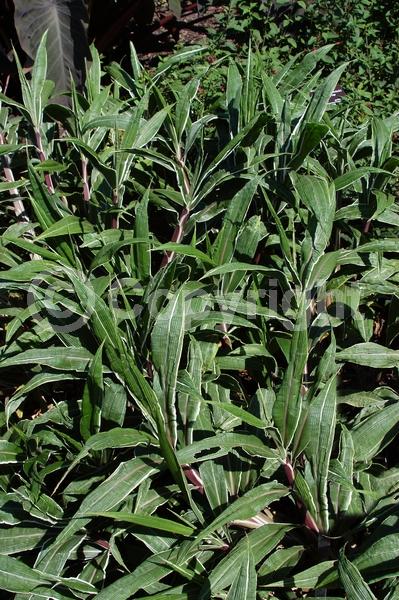 Green blooms; Evergreen; Broadleaf