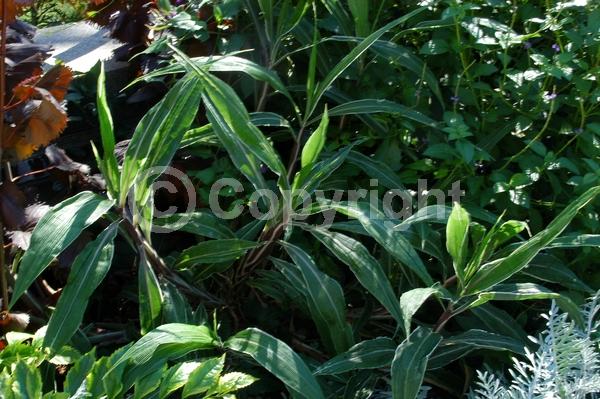 Green blooms; Evergreen; Broadleaf