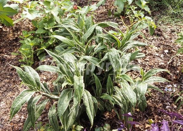 Green blooms; Evergreen; Broadleaf