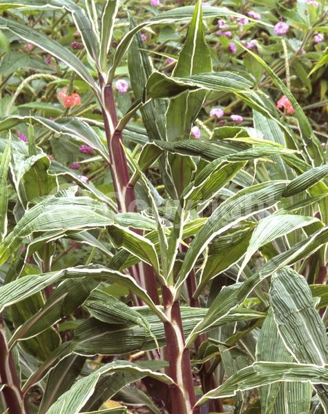 Green blooms; Evergreen; Broadleaf