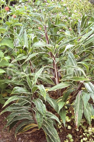 Green blooms; Evergreen; Broadleaf