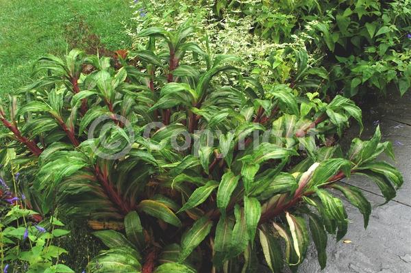 Green blooms; Evergreen; Broadleaf