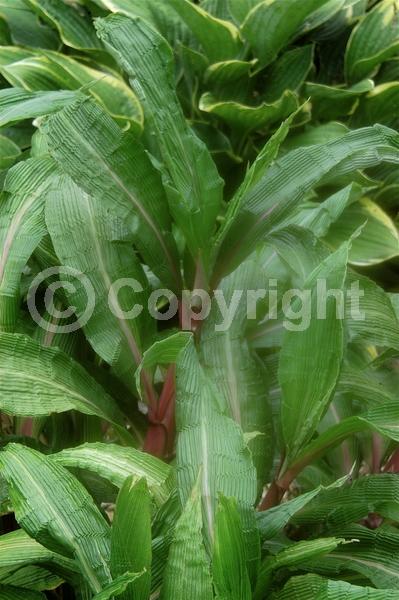 Green blooms; Brown blooms; Evergreen; Broadleaf