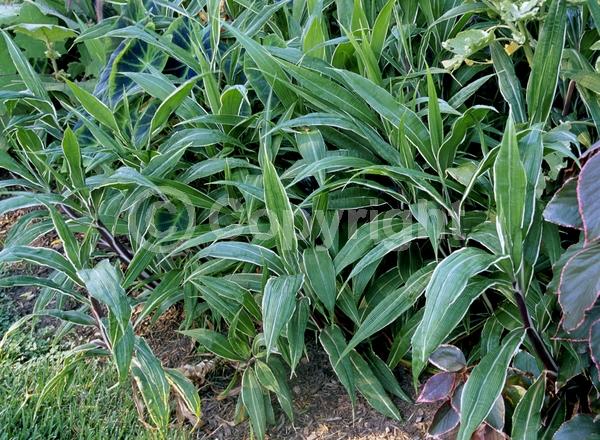 Green blooms; Brown blooms; Evergreen; Broadleaf