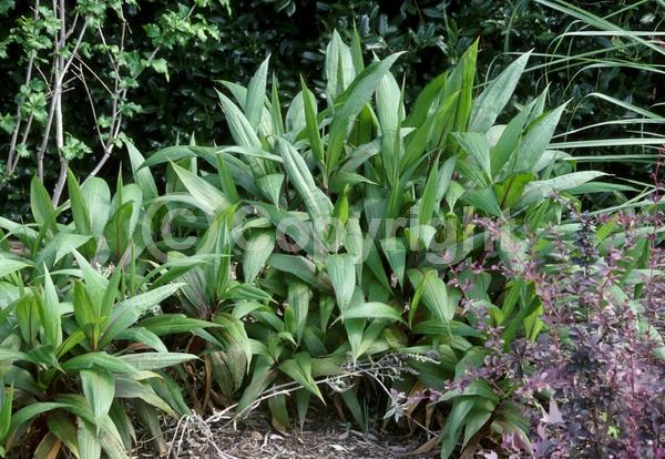 Green blooms; Brown blooms; Evergreen; Broadleaf