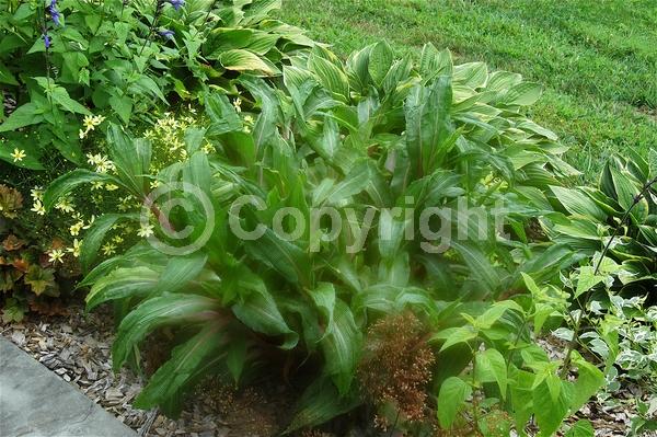 Green blooms; Brown blooms; Evergreen; Broadleaf