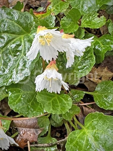 White blooms; Pink blooms; Evergreen; North American Native